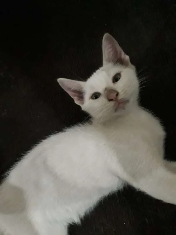 Gato ra a  idade 2 a 6 meses nome THEODORO