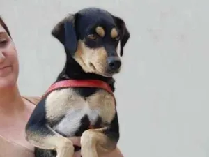 Cachorro raça  idade 2 anos nome Dudu ou Serginho 