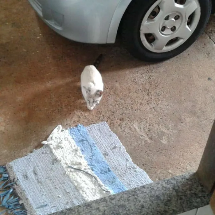 Gato raça Não sei idade 2 a 6 meses nome Pedrinho