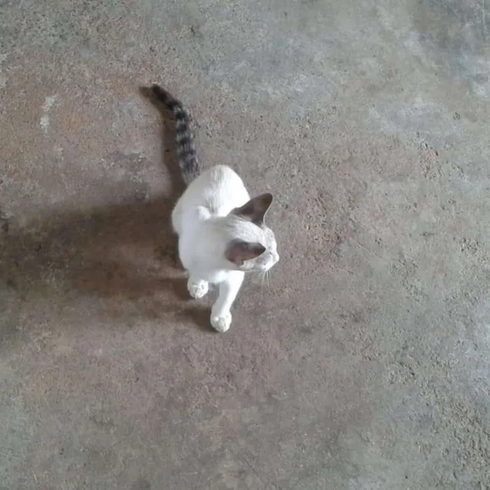Gato raça Não sei idade 2 a 6 meses nome Pedrinho