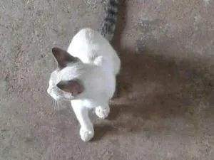 Gato raça Não sei idade 2 a 6 meses nome Pedrinho
