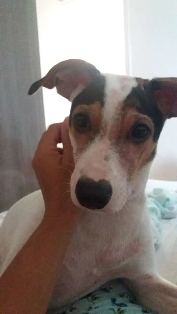 Cachorro raça Não definida  idade 2 a 6 meses nome Belinha