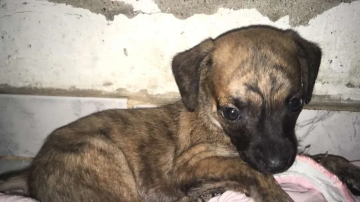 Cachorro ra a Vira lata  idade Abaixo de 2 meses nome Não tem 