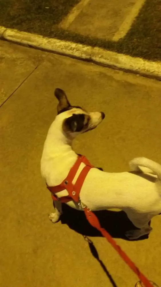 Cachorro raça Não definida  idade 2 a 6 meses nome Belinha