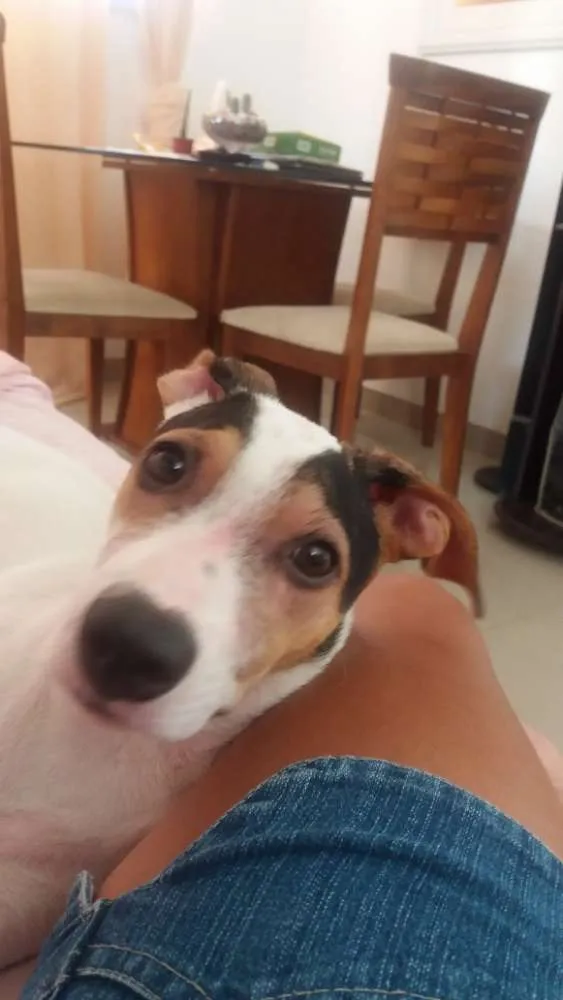 Cachorro raça Não definida  idade 2 a 6 meses nome Belinha