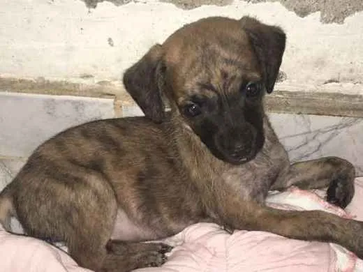 Cachorro ra a Vira lata  idade Abaixo de 2 meses nome Não tem 