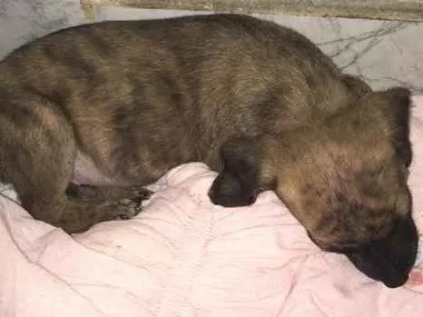 Cachorro ra a Vira lata  idade Abaixo de 2 meses nome Não tem 