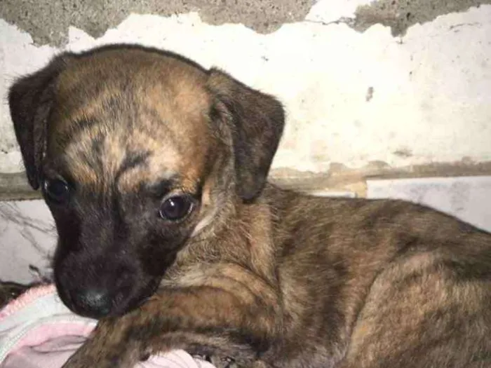 Cachorro ra a Vira lata  idade Abaixo de 2 meses nome Não tem 