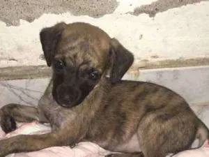 Cachorro raça Vira lata  idade Abaixo de 2 meses nome Não tem filhote 