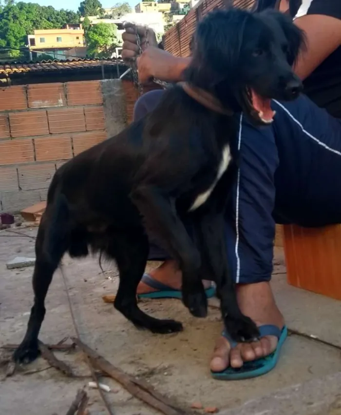 Cachorro raça Indefinida idade 1 ano nome Scooby
