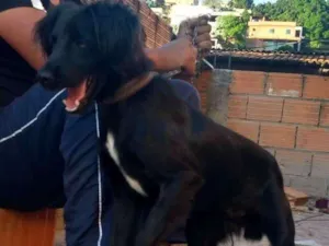 Cachorro raça Indefinida idade 1 ano nome Scooby