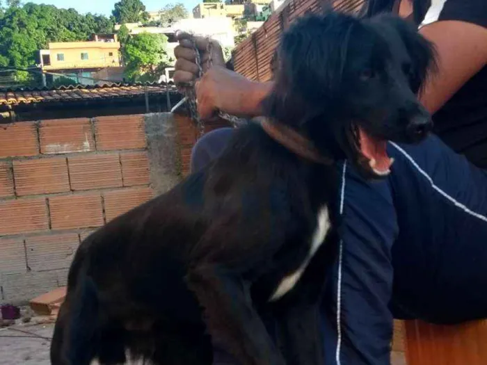 Cachorro raça Indefinida idade 1 ano nome Scooby