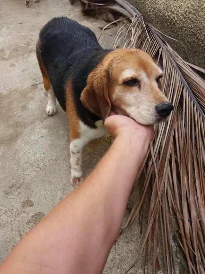 Cachorro ra a bigol idade 5 anos nome DILA