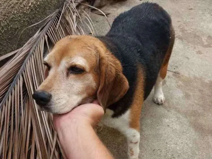 Cachorro ra a bigol idade 5 anos nome DILA