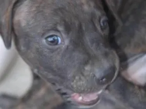 Cachorro raça Pitbull idade 2 a 6 meses nome Blayd