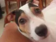 Belinha