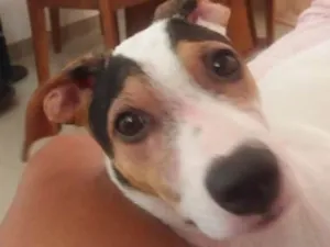 Cachorro raça Não definida  idade 2 a 6 meses nome Belinha