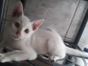 Gato raça  idade 2 a 6 meses nome THEODORO