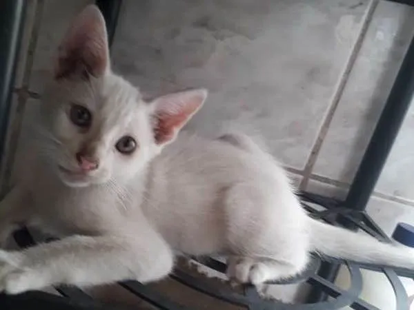 Gato ra a  idade 2 a 6 meses nome THEODORO