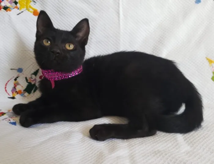 Gato ra a SRD  idade Abaixo de 2 meses nome KITTY 