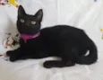 KITTY