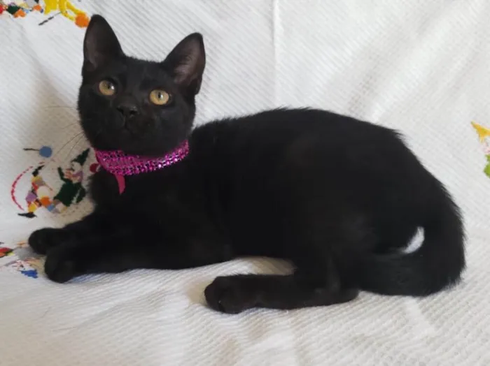 Gato ra a SRD  idade Abaixo de 2 meses nome KITTY 