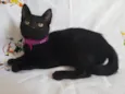 KITTY