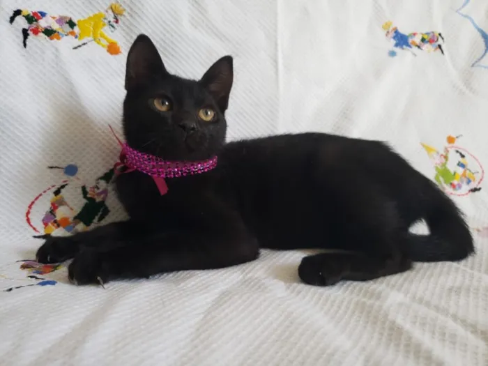 Gato ra a SRD  idade Abaixo de 2 meses nome KITTY 