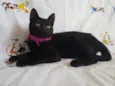 KITTY