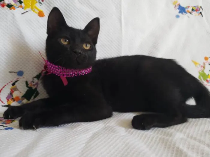 Gato ra a SRD  idade Abaixo de 2 meses nome KITTY 