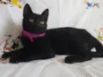 KITTY