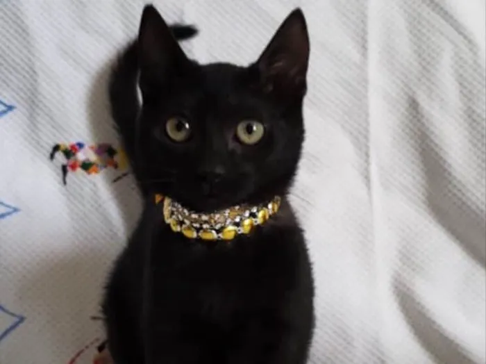 Gato ra a SRD idade Abaixo de 2 meses nome KEITY 