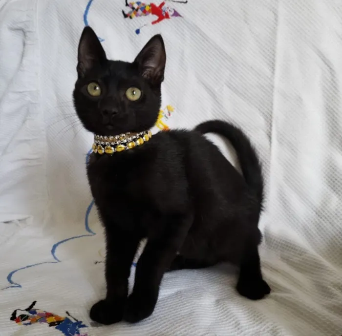 Gato ra a SRD idade Abaixo de 2 meses nome KEITY 