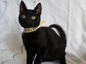 Gato raça SRD idade Abaixo de 2 meses nome KEITY 