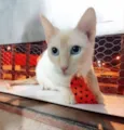 OLAF