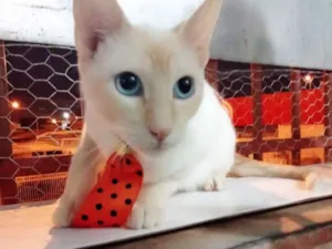 Gato raça SRD idade 7 a 11 meses nome OLAF 