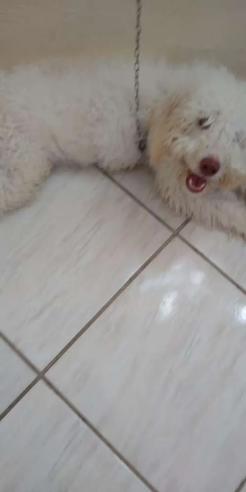Cachorro ra a poodle  idade 7 a 11 meses nome nega
