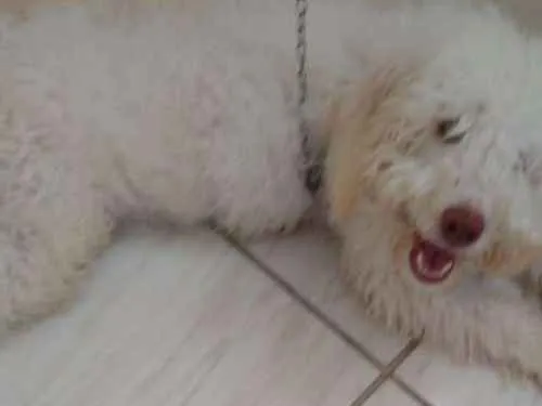 Cachorro ra a poodle  idade 7 a 11 meses nome nega