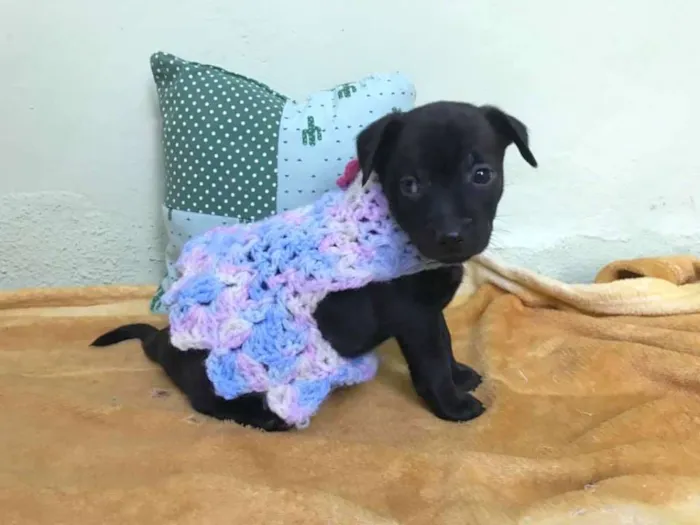 Cachorro ra a srd idade Abaixo de 2 meses nome Nany
