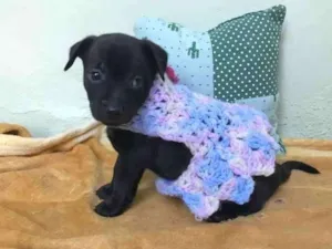 Cachorro raça srd idade Abaixo de 2 meses nome Nany