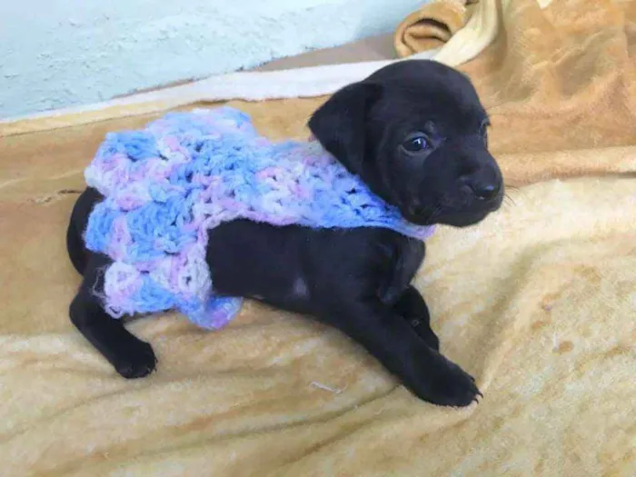 Cachorro ra a srd idade Abaixo de 2 meses nome Nany