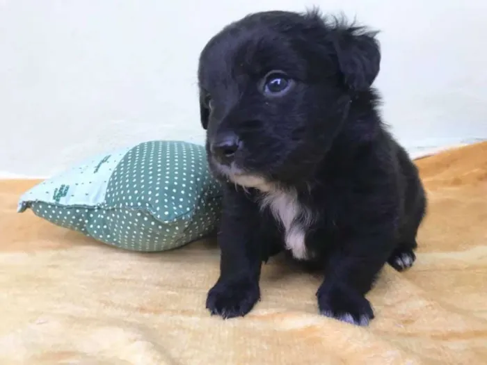 Cachorro ra a srd idade Abaixo de 2 meses nome willy