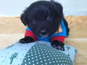 Cachorro raça srd idade Abaixo de 2 meses nome willy