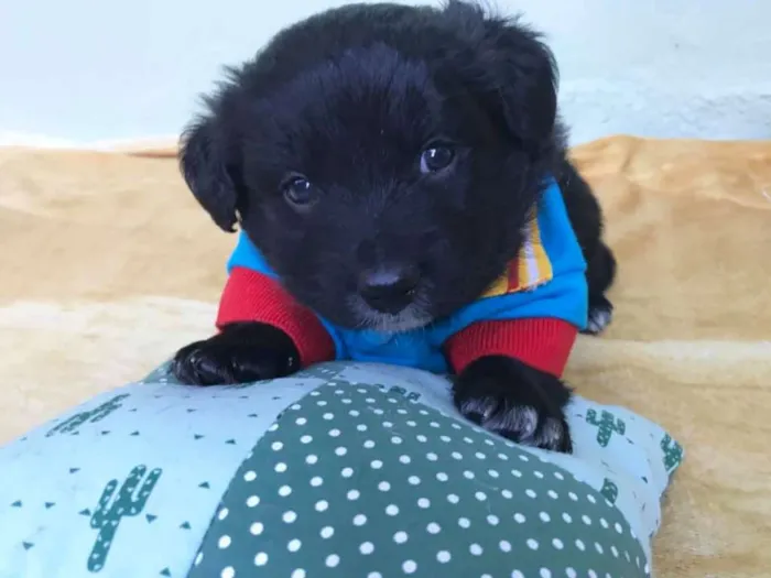 Cachorro ra a srd idade Abaixo de 2 meses nome willy