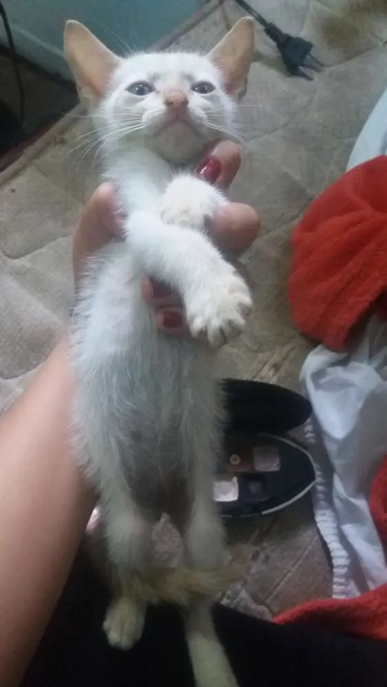 Gato ra a Vira lata  idade 2 a 6 meses nome Shena