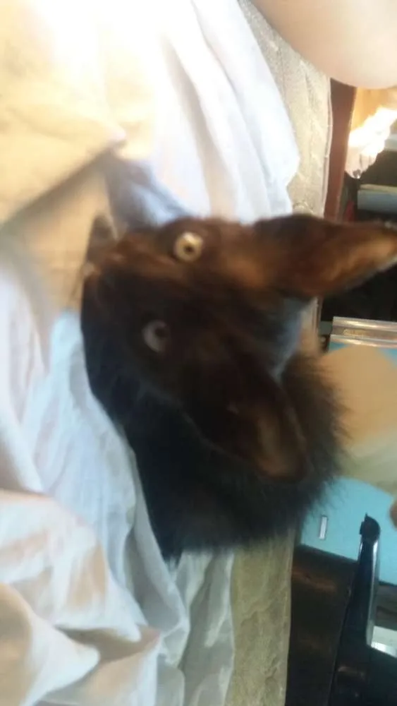 Gato ra a Vira lata  idade 2 a 6 meses nome Shena