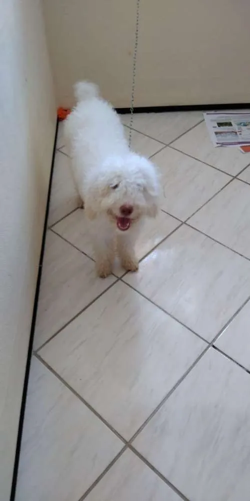 Cachorro ra a poodle  idade 7 a 11 meses nome nega