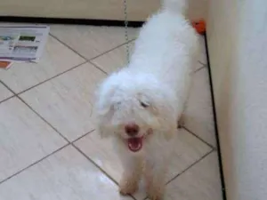 Cachorro raça poodle  idade 7 a 11 meses nome nega