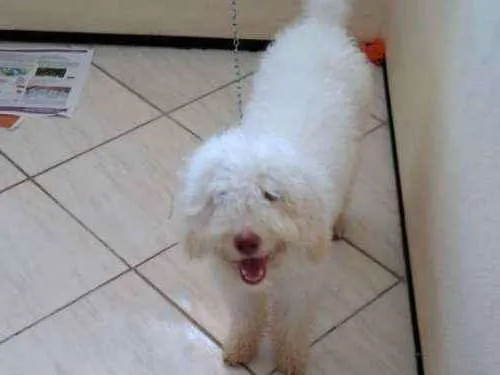 Cachorro ra a poodle  idade 7 a 11 meses nome nega