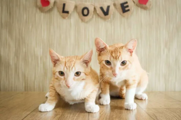 Gato raça felina idade 2 a 6 meses nome Irmaozinhos